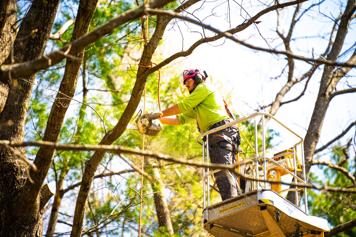 tree service