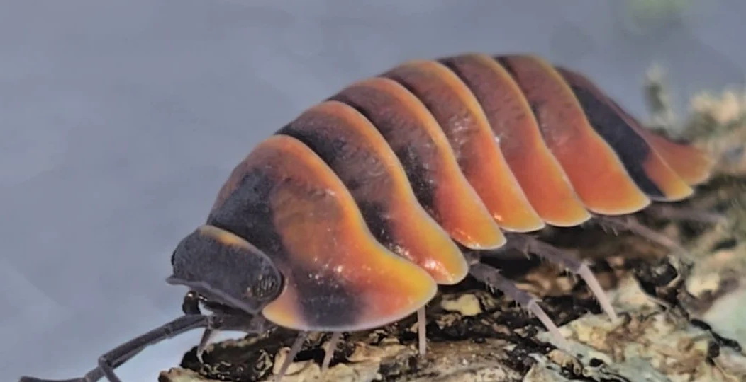 Rubber Ducky Isopods